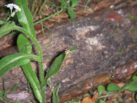 Little Green Spider - bugs, leaves, spider, green