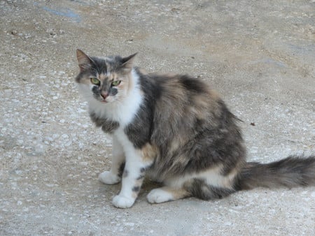 daisy - looking, fur, animal, nature, eyes, cat