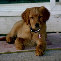 Cute Golden Retriever Puppy- For Shayna (Leo19)