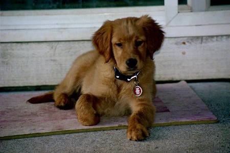 Cute Golden Retriever Puppy- For Shayna (Leo19) - nature, dogs, baby animals, golden retrivere, puppies, animals, golden retriever puppy