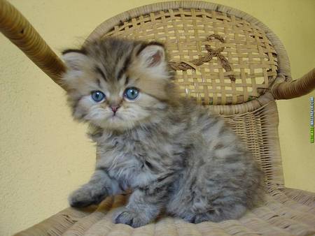 Sweet grey kitten - basket, animal, kitten, feline, sweet, cat