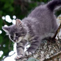 Grey cat