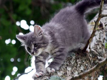 Grey cat - animal, kitten, cat, sweet, feline, grey