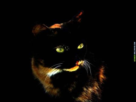 Neon eye cat - animal, kitten, feline, sweet, cat