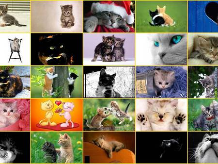 Cat collage - animal, kitten, cat, collage, sweet, feline