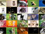 Cat collage