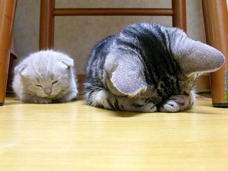 Cute kittens sleeping