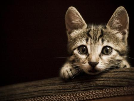 Curious-kitten - animal, kitten, cute, eyes, curious, cat