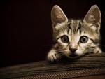 Curious-kitten