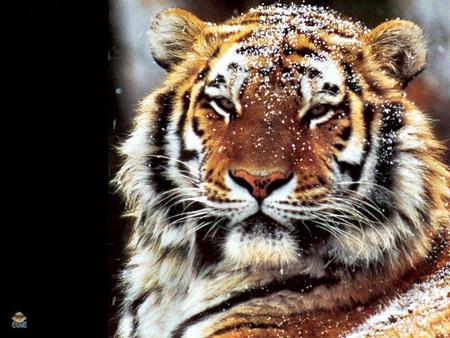 the tiger - animal, bigcat, face, tiger, wild