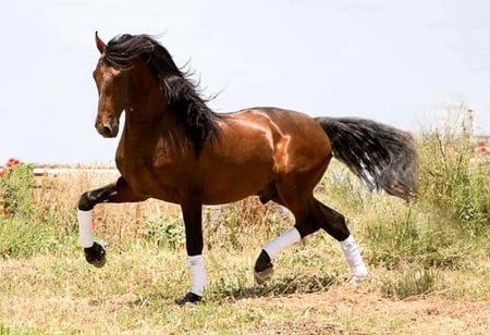 Bay P.R.E - spanish, horses, bay, andalusian