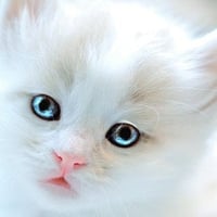 cute kitten