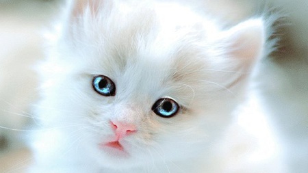 cute kitten - fluffy, amazing eyes, cute cat, cute, rosy lips, blue eyes