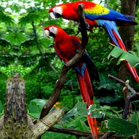 LOVELY MACAWS