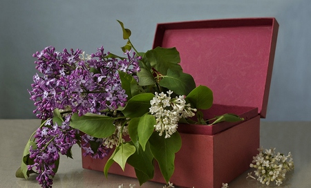 Still life - pretty, beautiful, photography, lilac, spring, colors, lilacs, lovely, petals, still life, flowers, box