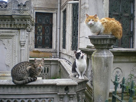 cats - istanbul, cats, architecture, nature