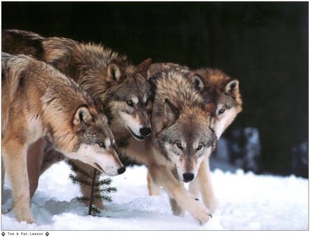 wolves - winter, nature, snow, forest, wild, wolves