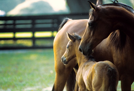 Staying close - horses, love, foul, fence, mother, grass, pasture, mare