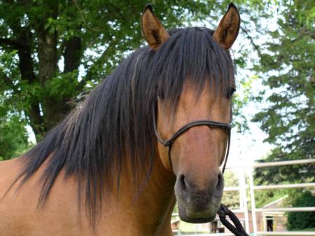 Kiger Mustang Stallion - horses, animals, stallion, kiger mustang, brown horses, wild horses, mustang