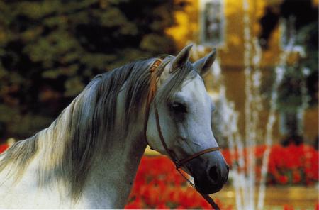 White Horse - horses, breeds, gray horses, white horses, animals