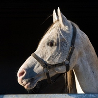 Pretty Horse