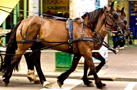 Carrige Horses - big brown horses, horses, carrige horses, ponies