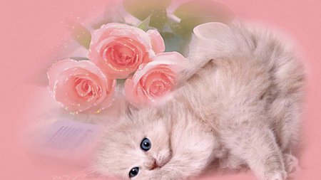 cat - roses, grey, pink, cute, roll