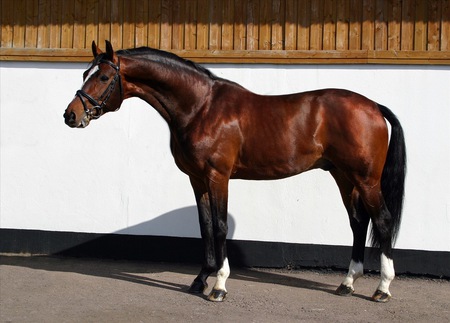 Beautiful Horse - horses, long necks, animals, ponies, arabian horse, brown horses