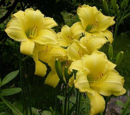 Yellow Frilled Daylily for all my friends - flowers, pretty, perennial, yellow, summer, lily