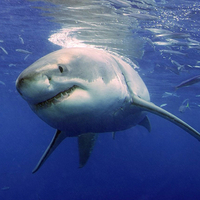 Great White Shark