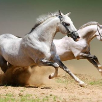 Horses runing