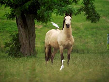 Lonely horse - bird, animal, nature, grass, horse, tree