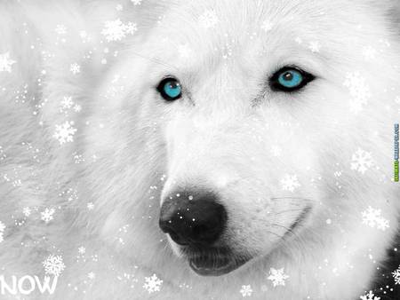 White wolf - snow, white, winter, wolf