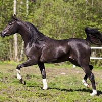 Black Arabian Horse