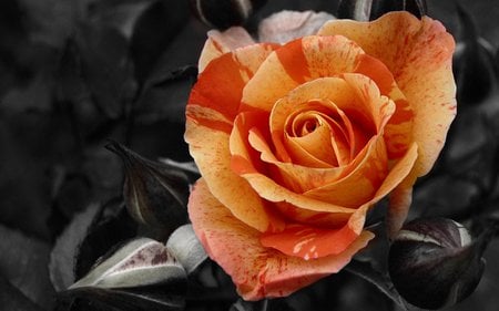 i love yu - colour, beautiful, plant, orange, flower