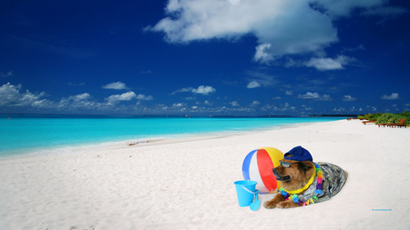 Dog on Beach - on beach, dog, picture, funny