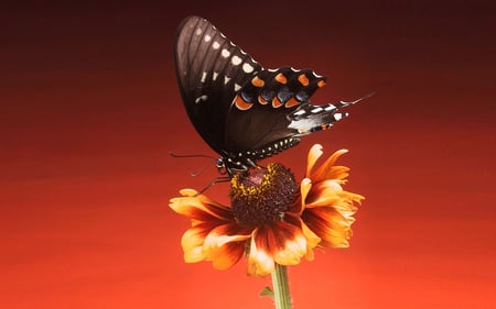 Butterfly on Flower - beautiful, flower, butterfly, picture