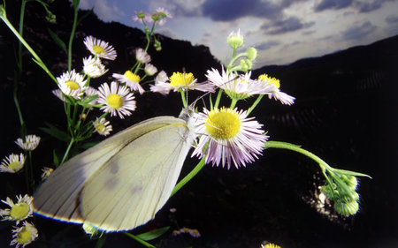 Moth on Flowers - flowers, picture, moth, beautiful