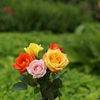 Colors of Roses