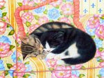 Anne Mortimer "Cats Sleep Anywhere"