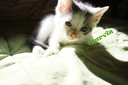 Marvin - cute, kitten, photography, cat