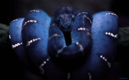 Anaconda - anaconda, reptile, blue, snake