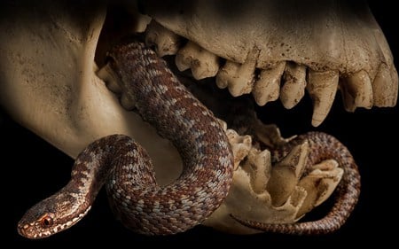 Snake - teeth, snake, skull, reptile