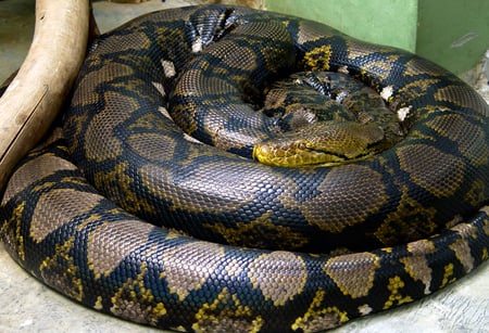 Snake - anaconda, reptile, boa, snake