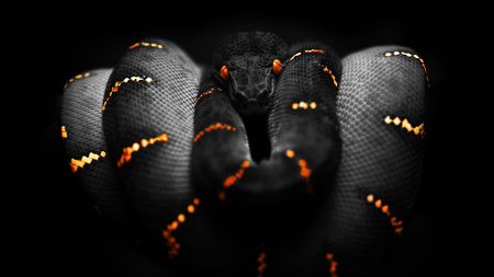 Anaconda - anaconda, orange, reptile, snake