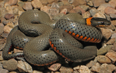 Snake - coiled, orange, reptile, snake