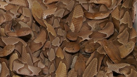 Snakes - pattern, reptile, snakes, snake