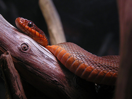 Snake - brown, snake, reptile, wood