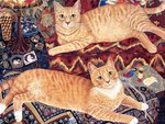 Ginger cats * Mimi Vang Olsen