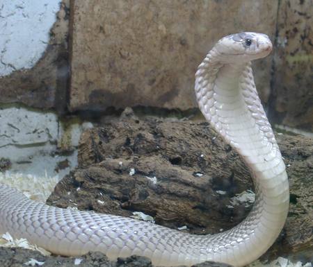 Cobra - cobra, albino, reptile, snake